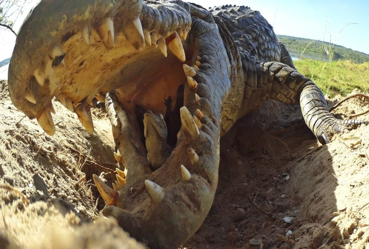True Friendship between Crocodile and a man from Goa