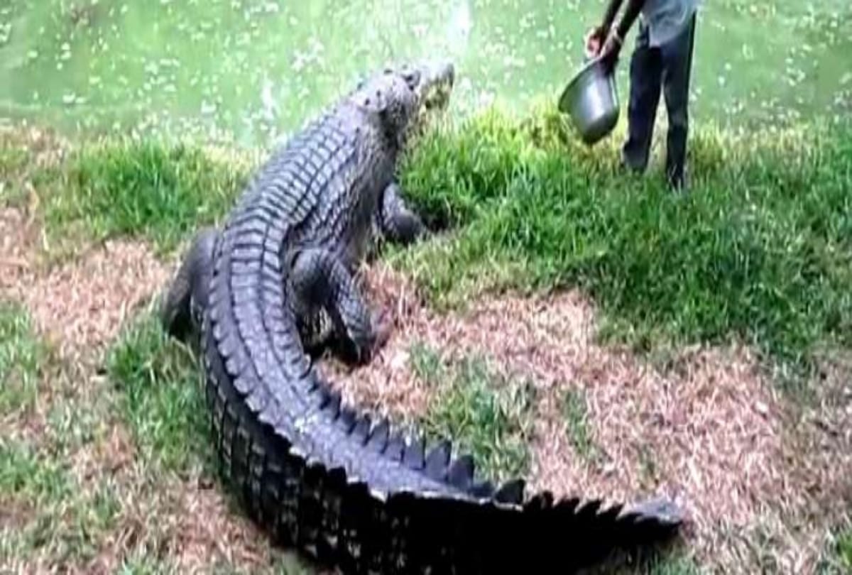 True Friendship between Crocodile and a man from Goa