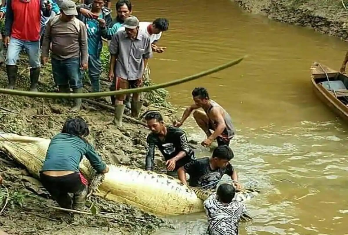 Man leg and arm found inside crocodie belly at Indonesia
