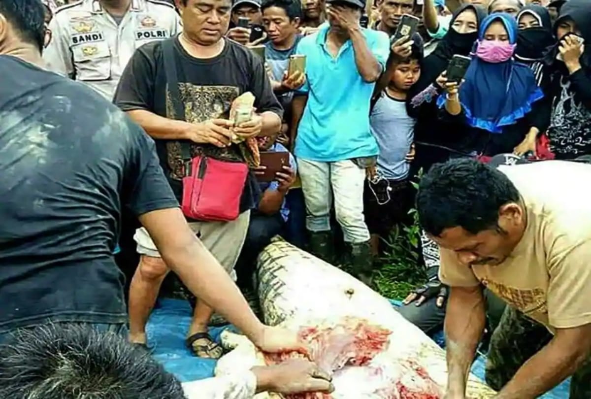 Man leg and arm found inside crocodie belly at Indonesia