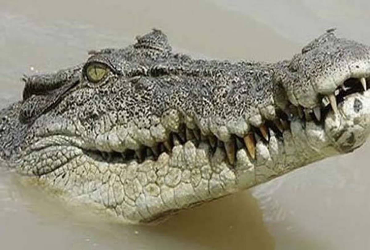 Man leg and arm found inside crocodie belly at Indonesia