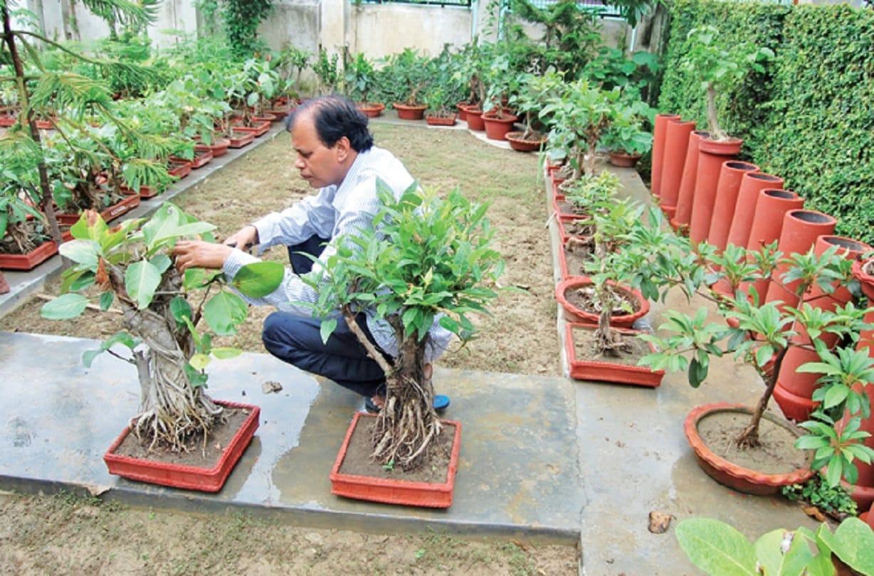 grow  banyan, peepal in the pots