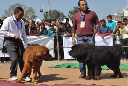 dog show (सांकेतिक तस्वीर)