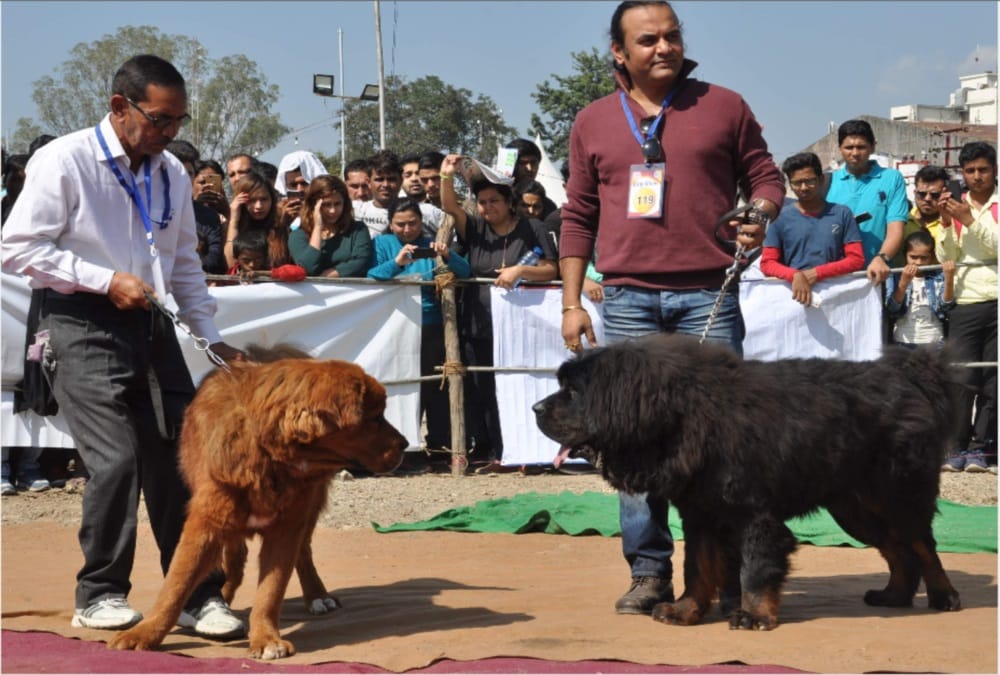 Dog show in doon international animal and agricultural fair dehradun