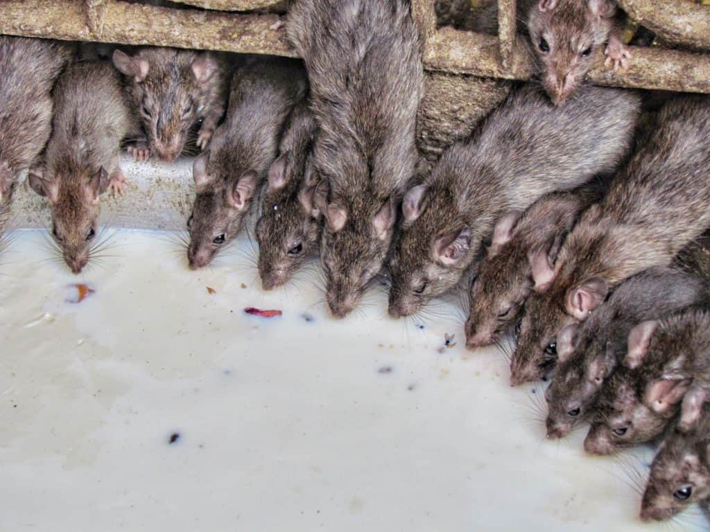 navratri day 5 karni mata rats temple of india in rajasthan