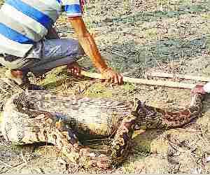 7 Feet long python found