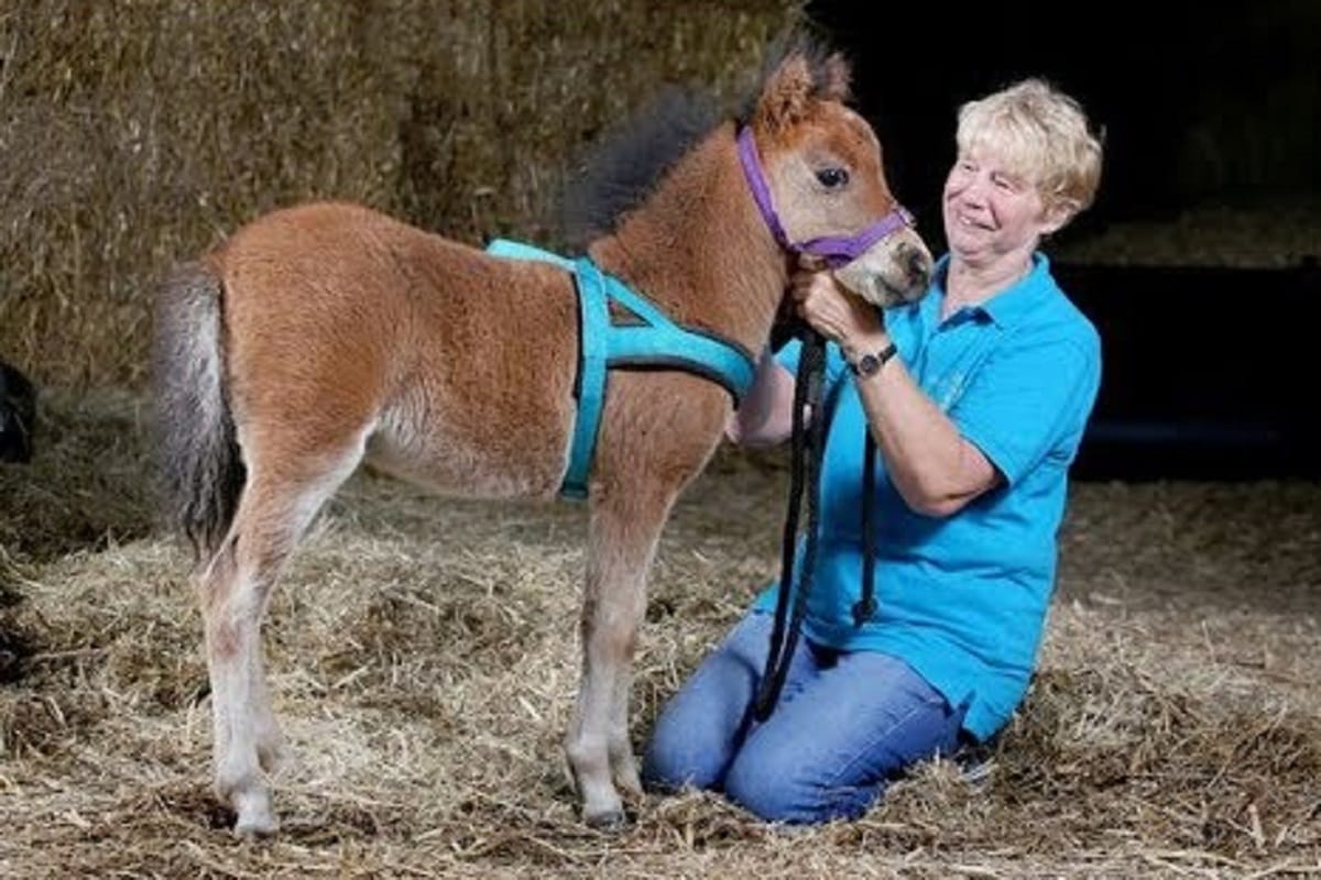 guide horse Digby will help indigenous blind man