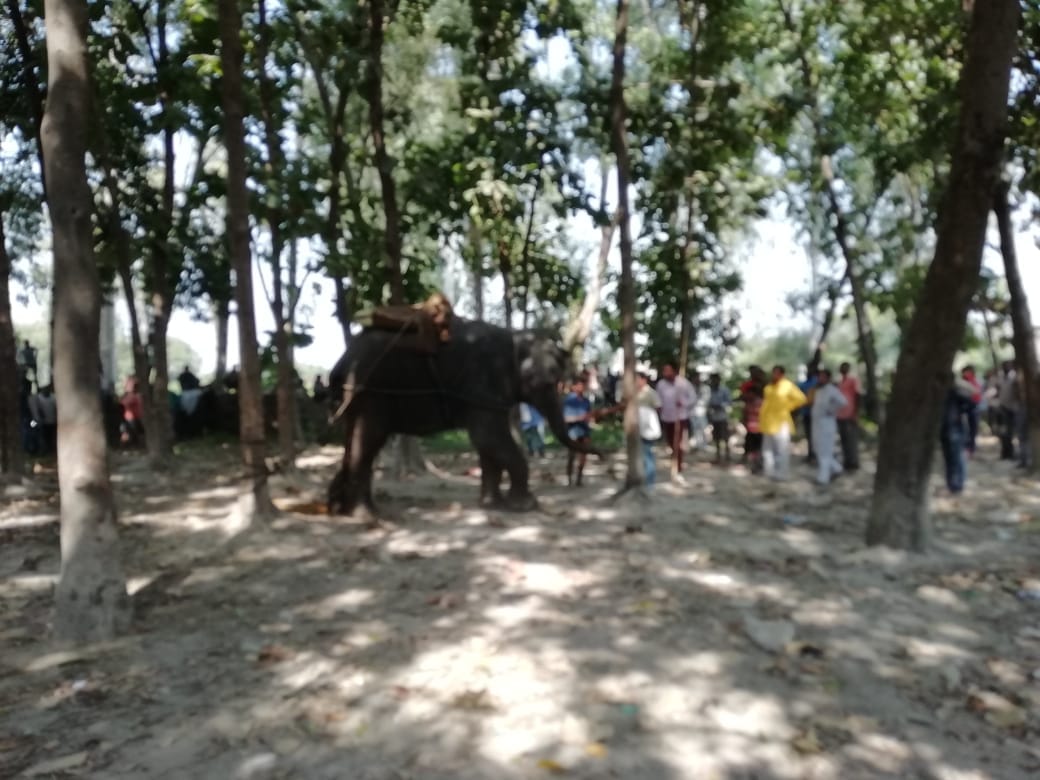 Elephant enter in village and villager scared in ballia