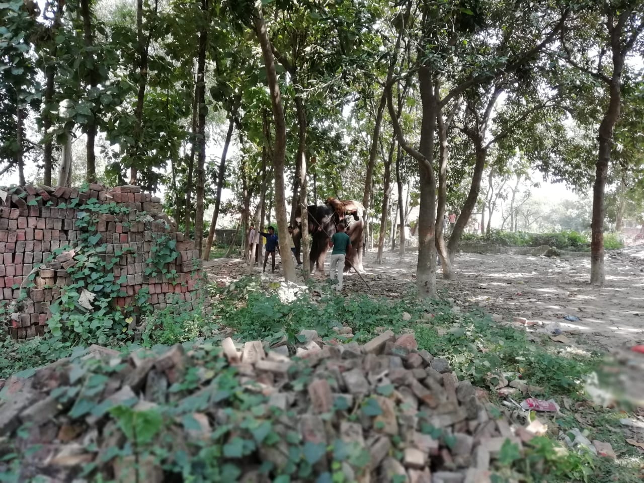 Elephant enter in village and villager scared in ballia