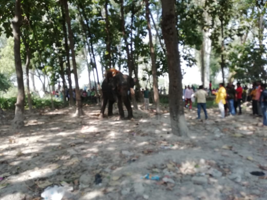 Elephant enter in village and villager scared in ballia