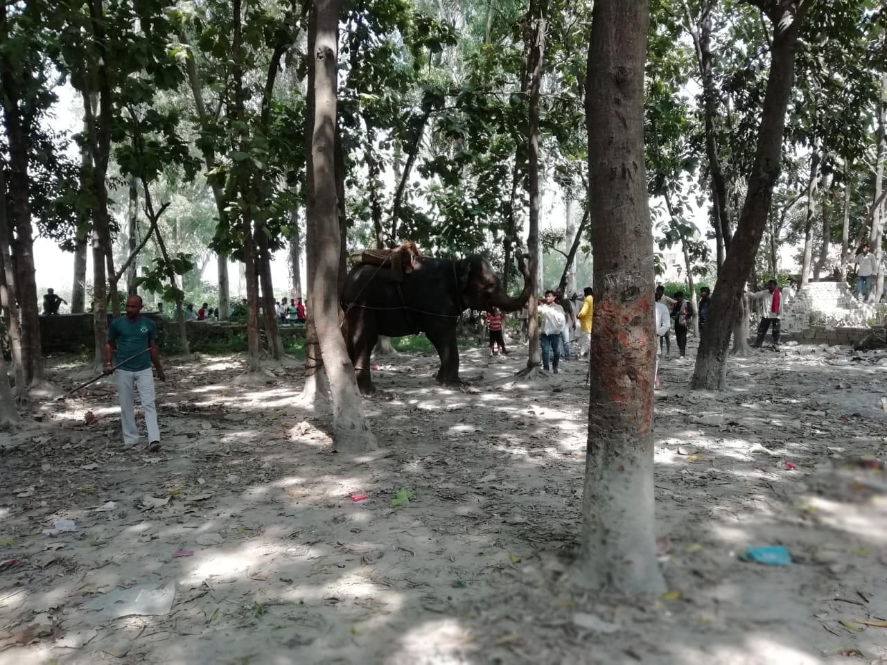 Elephant enter in village and villager scared in ballia