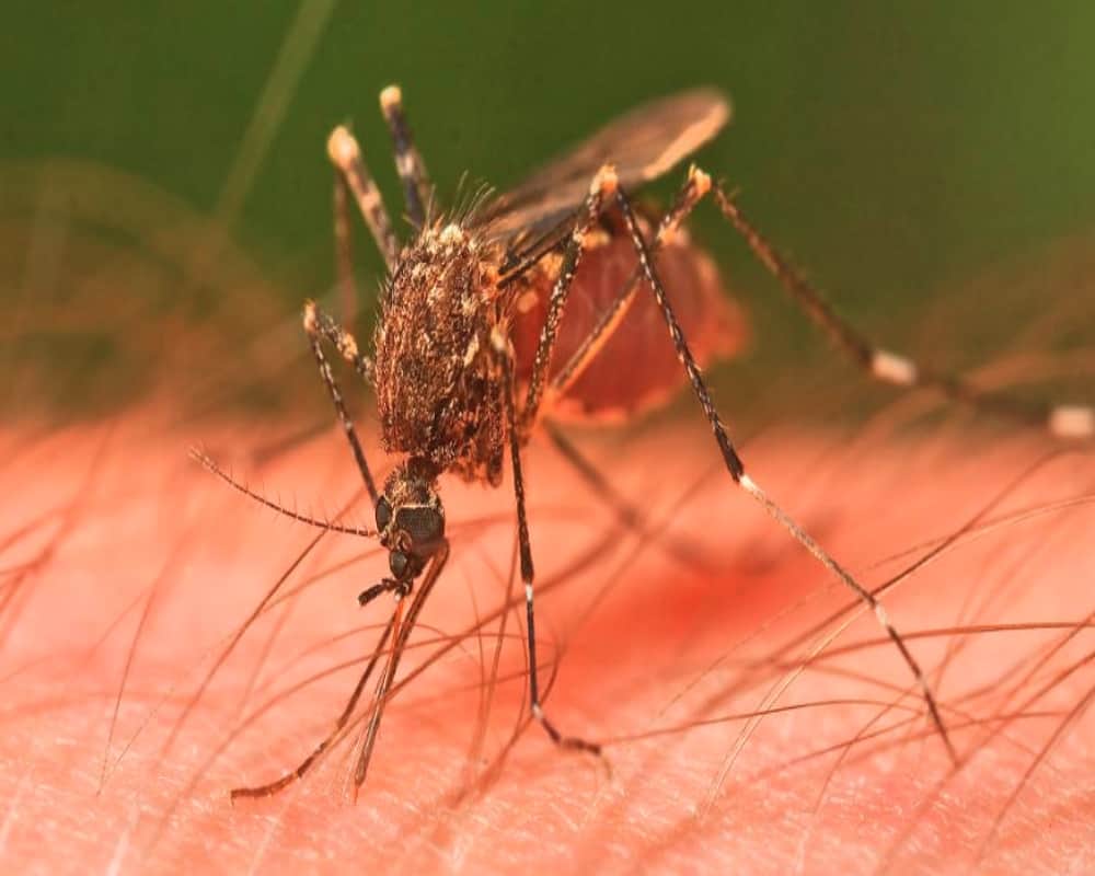 Prevention and History of zika virus spreading through female aedes mosquito bite
