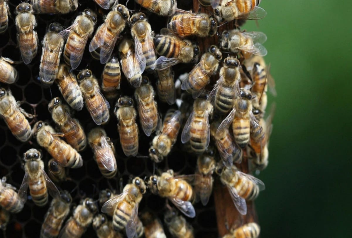 The Lady use bee sting to Acupuncture