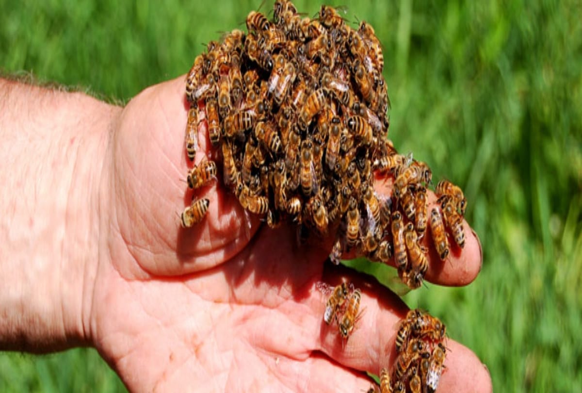 The Lady use bee sting to Acupuncture