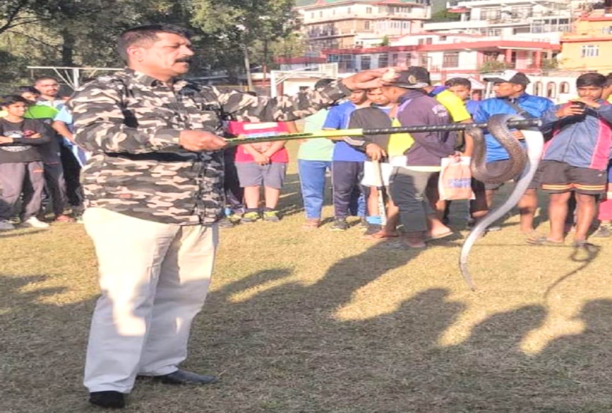 six feet long cobra reached in the ground during hockey match