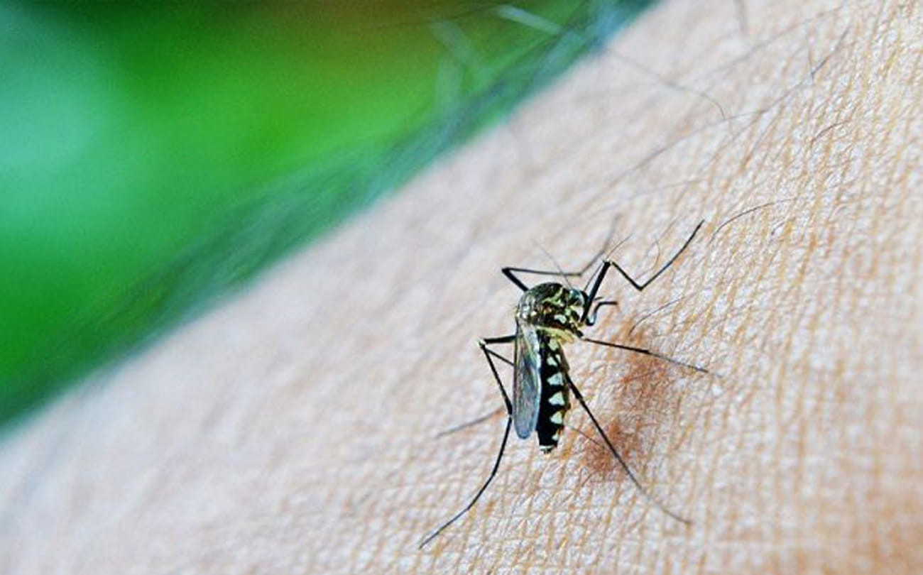 After the Rajasthan-Bihar zika virus gave knock in uttar pradesh
