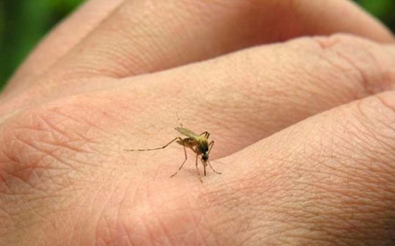 After the Rajasthan-Bihar zika virus gave knock in uttar pradesh