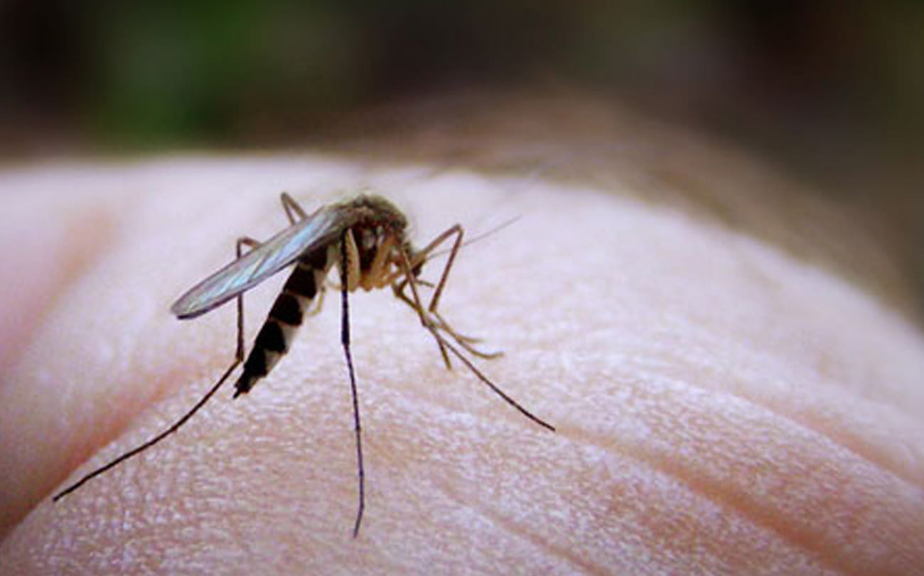 After the Rajasthan-Bihar zika virus gave knock in uttar pradesh