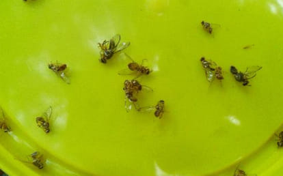 Make fruit fly trap by plastic bottle