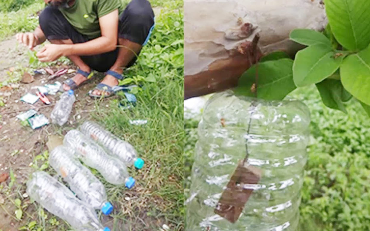 Make fruit fly trap by plastic bottle