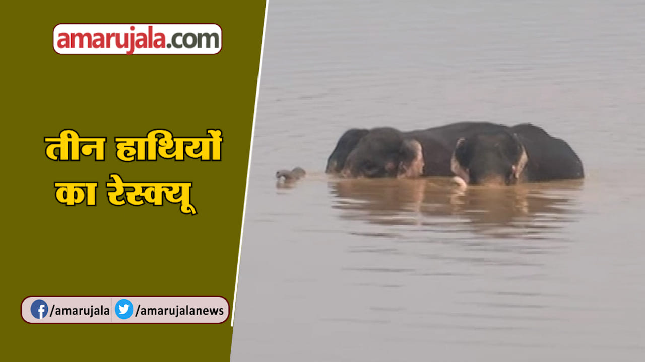 हाथी