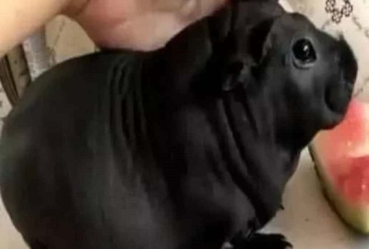 What has picked up from a friend's house, china man adopts dog turns out to be a rat