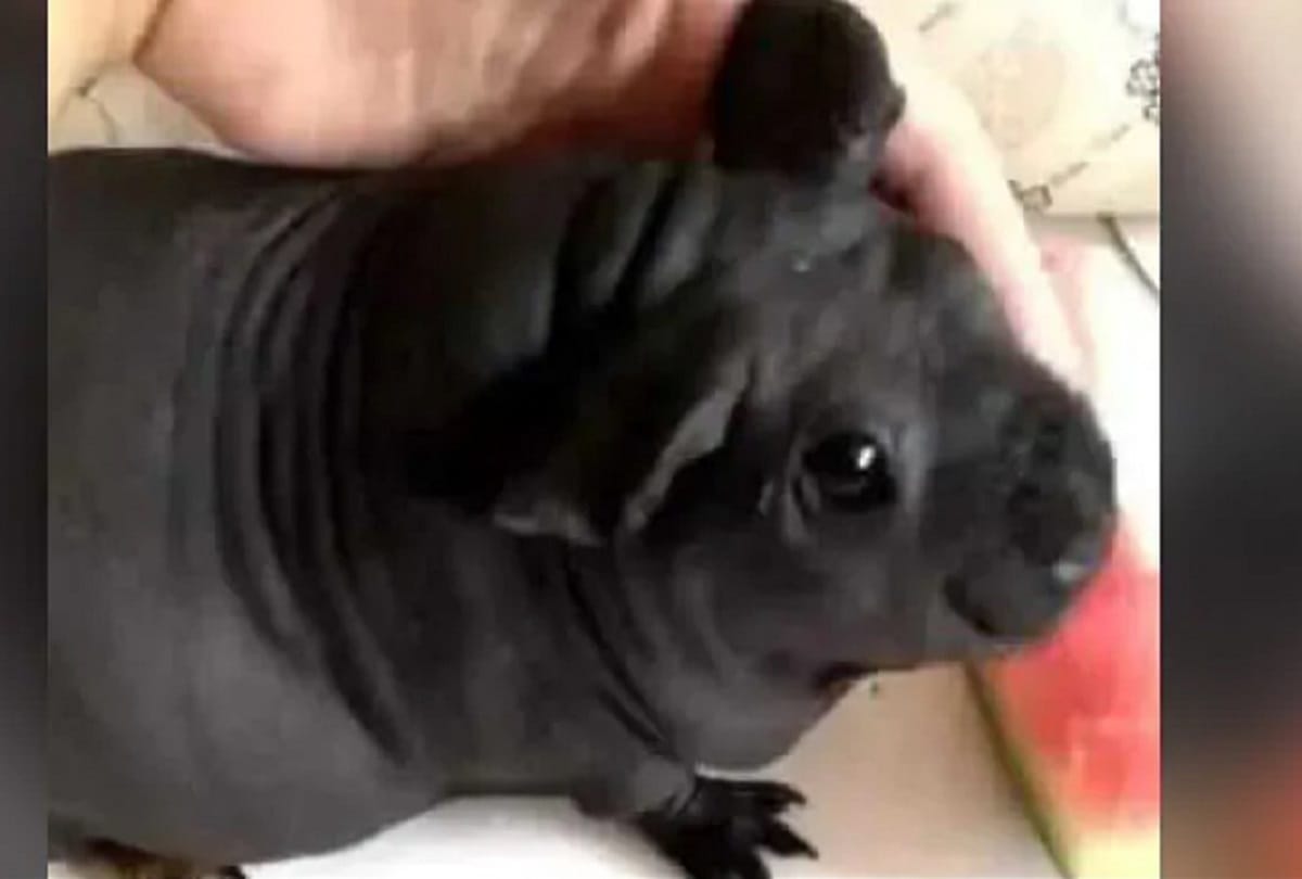 What has picked up from a friend's house, china man adopts dog turns out to be a rat