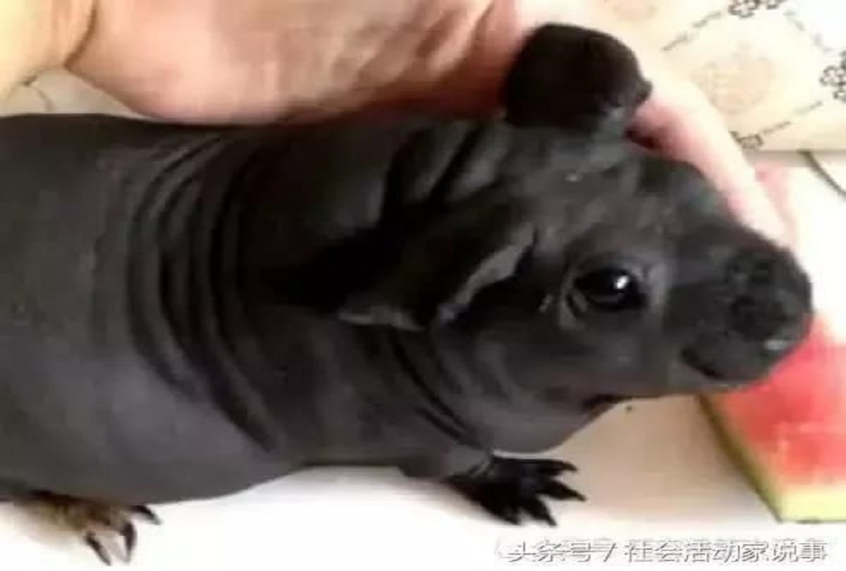 What has picked up from a friend's house, china man adopts dog turns out to be a rat