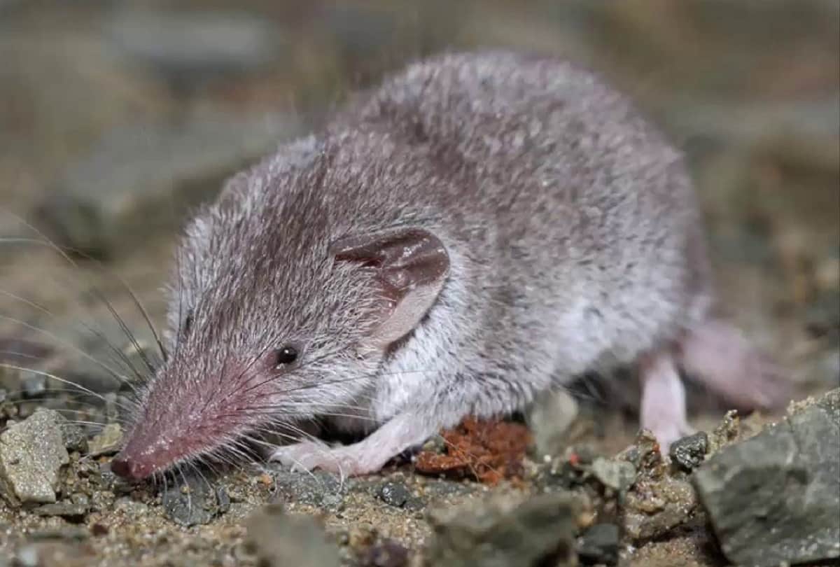 animal Poison can also be use in human life