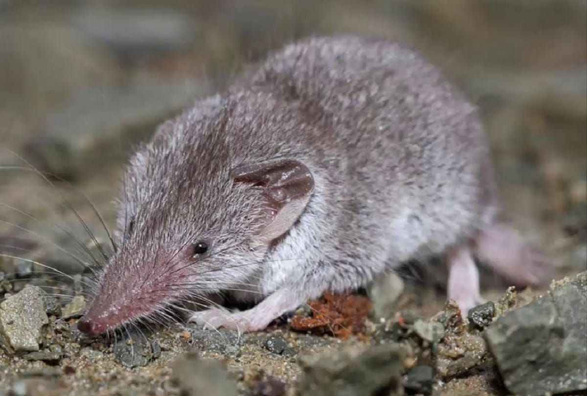 animal Poison can also be use in human life