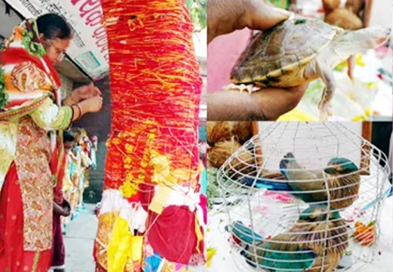 Special story on Vijaydeshmi festival