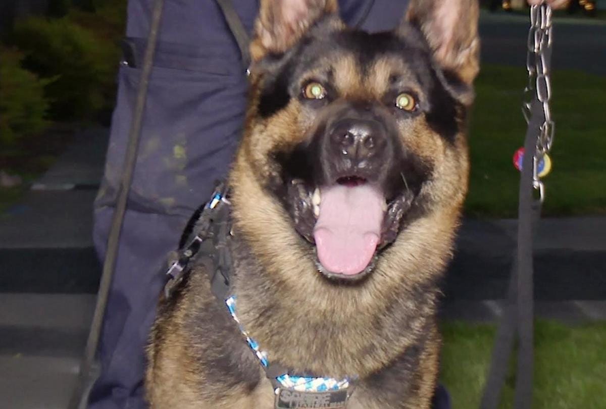 forest guards with Dog squad in himachal pradesh soon