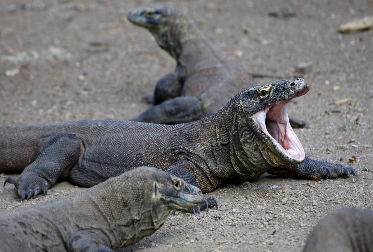 animal Poison can also be use in human life
