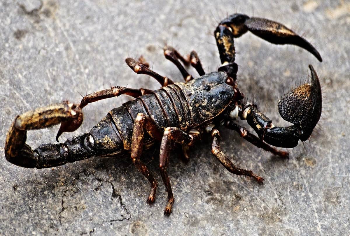 animal Poison can also be use in human life