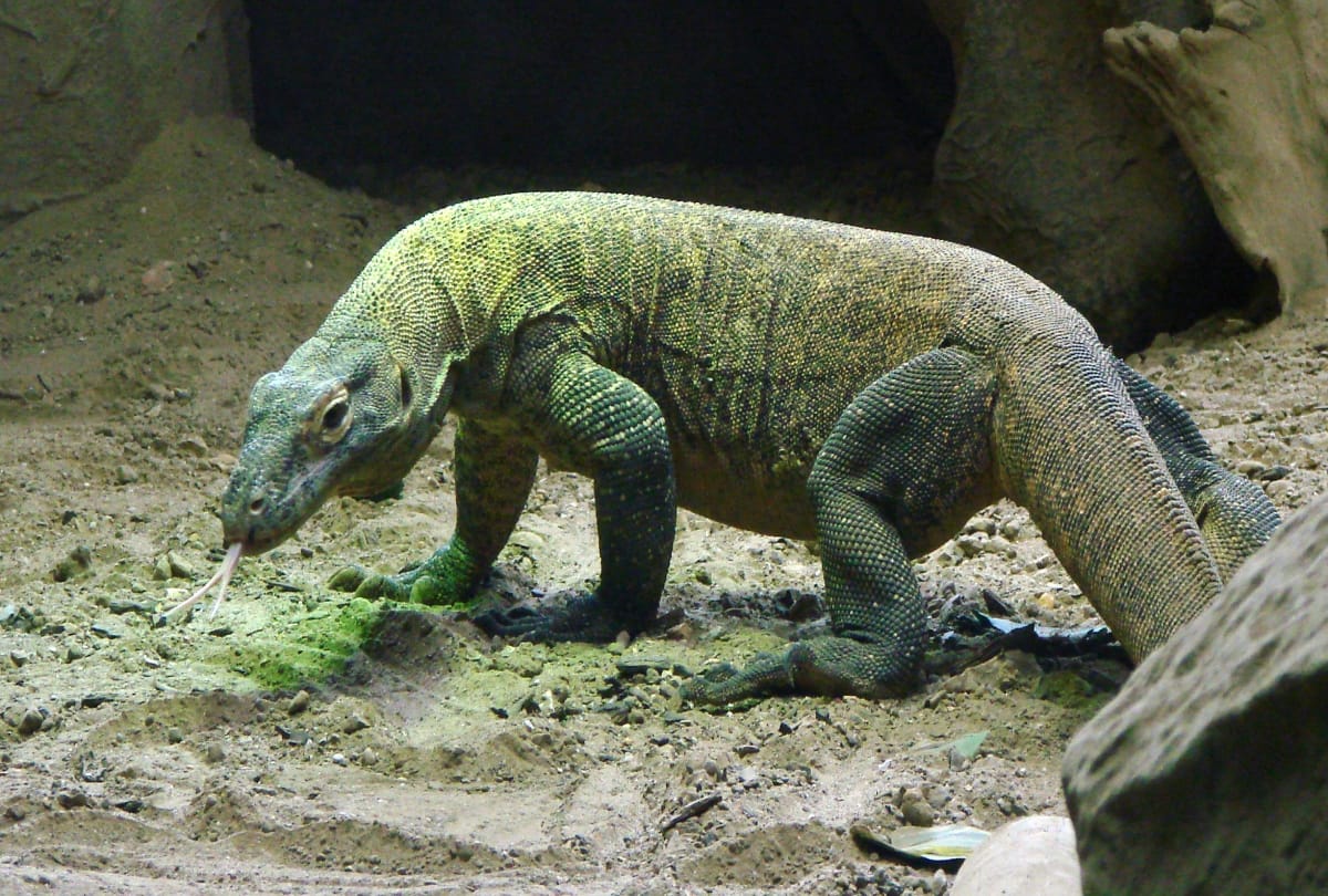 What types use of snake poison