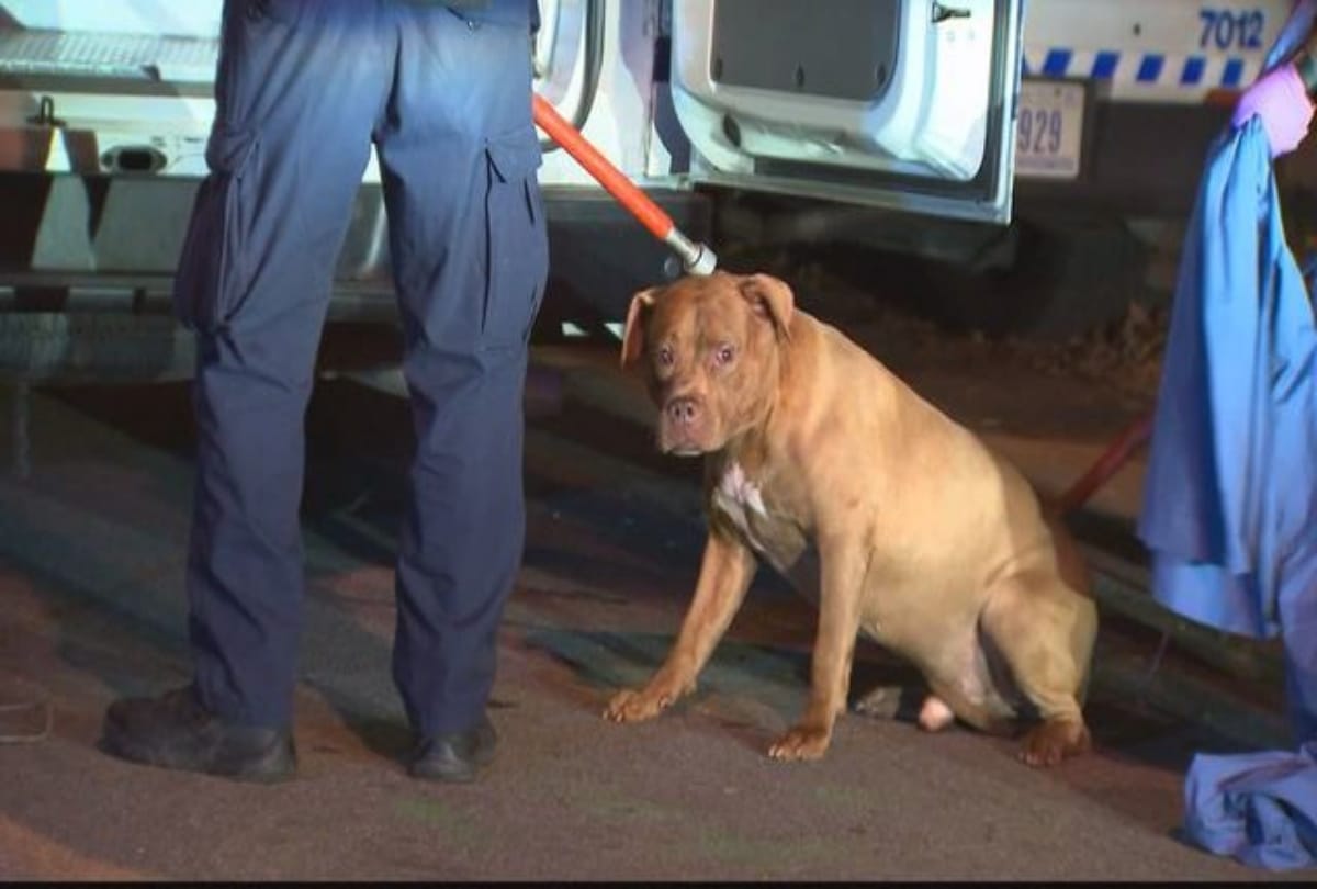 owner filed an FIR after fear of dog in delhi
