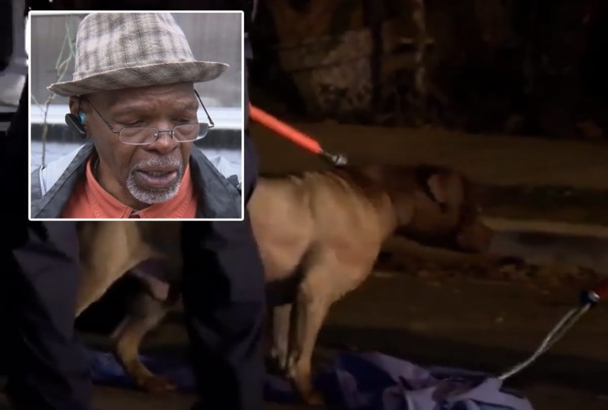 Pit bull dog attack his owners wife to kill her in America