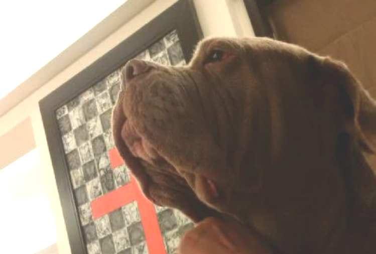 salman khan pet dog my love passes away