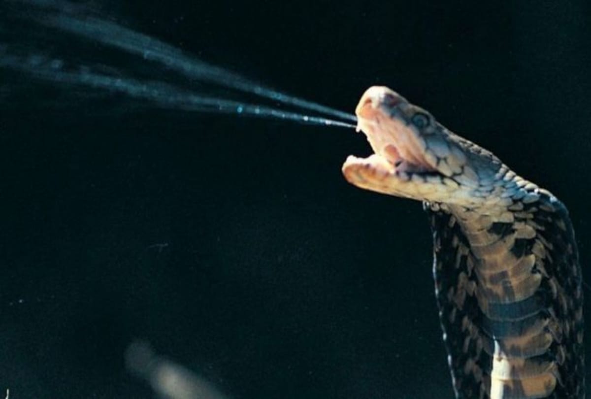 snake bites man as he opened door in america