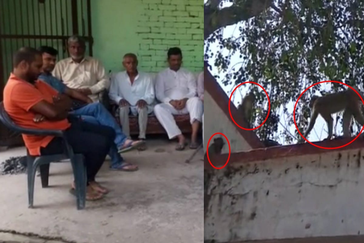 UP Family demands police to file FIR against saveral monkeys after they killed a man in baghpat