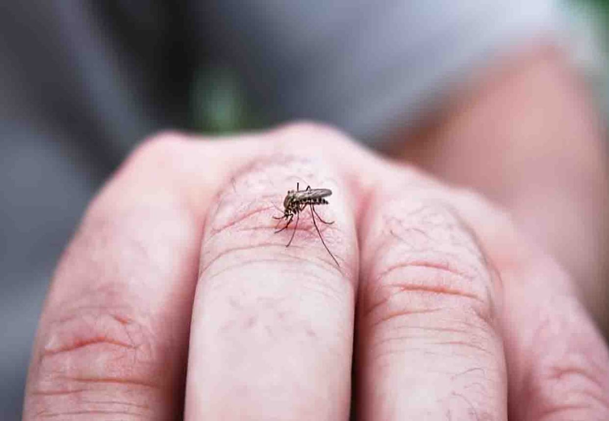 Dangerous fever dengue and zika virus