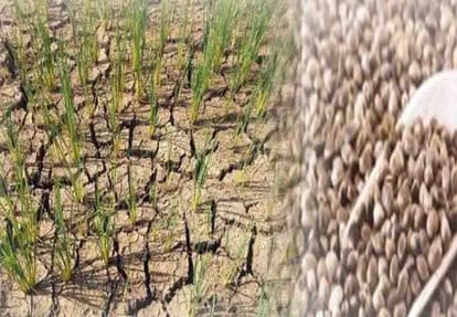 Janak Seed ready in 9 years for low water areas like Bundelkhand