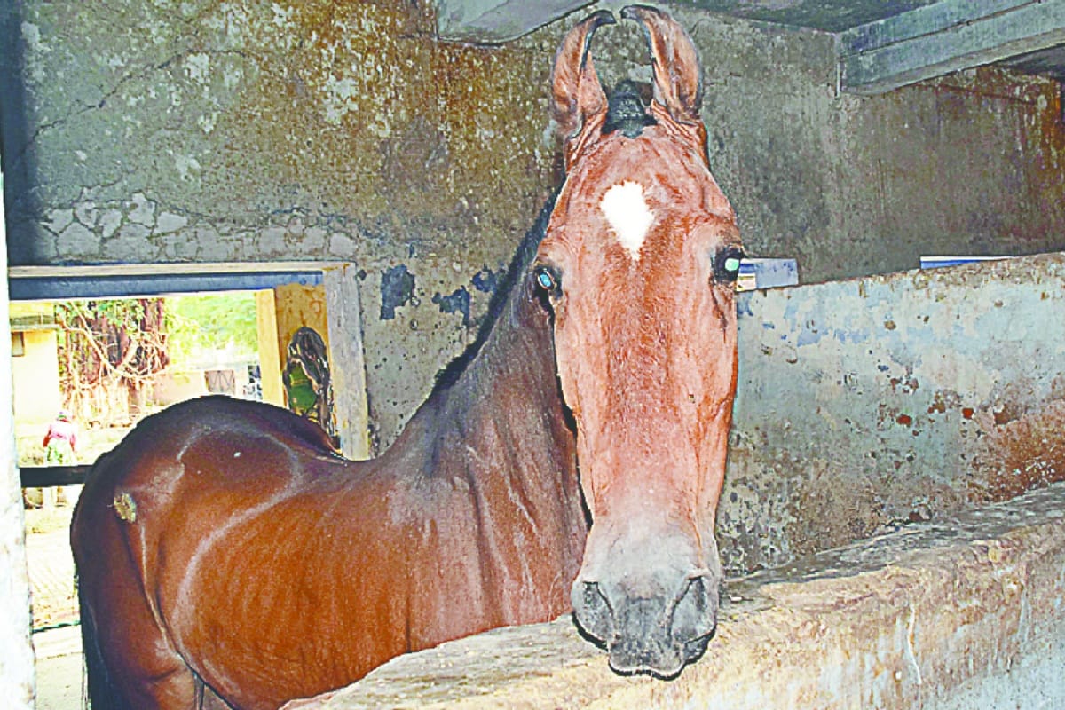 UP Police Horses resting in stable due to Not Getting Horse riders in meerut