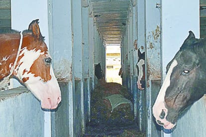 UP Police Horses resting in stable due to Not Getting Horse riders in meerut