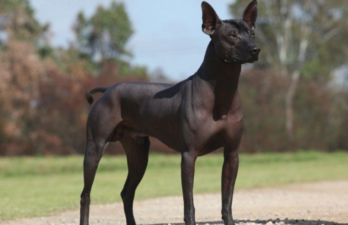 Guy adopt a dog in china it turns into another animal