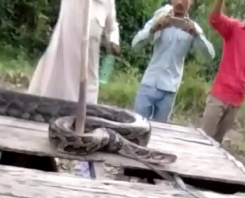 villager bring fodder on the way he saw a big python