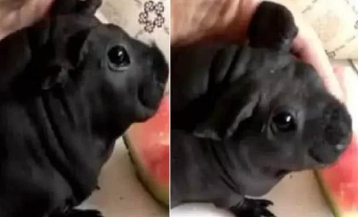 Guy adopt a dog in china it turns into another animal