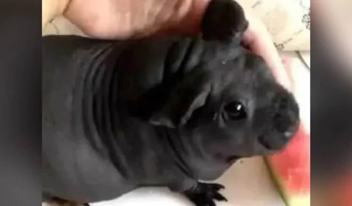 Guy adopt a dog in china it turns into another animal