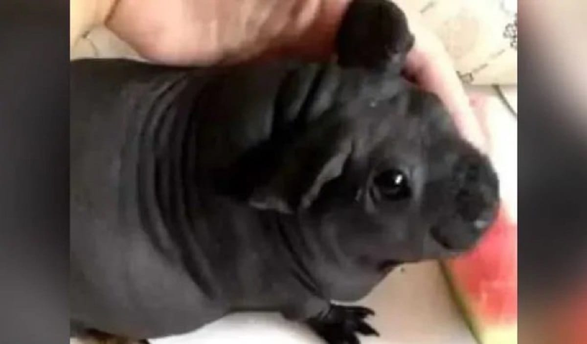 Guy adopt a dog in china it turns into another animal