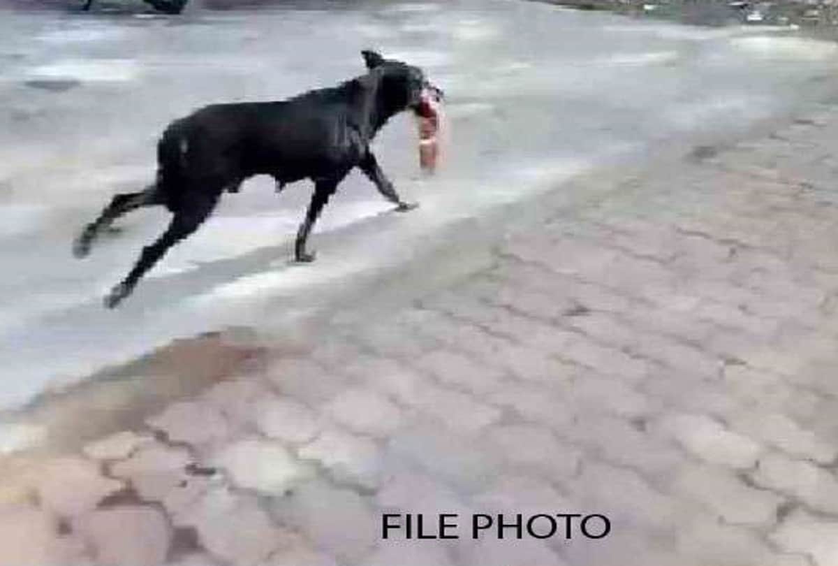 stray dog ran from the operation theater with the cut leg of patient in government hospital